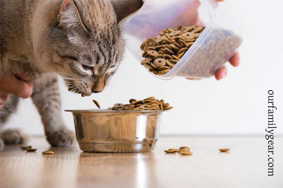 food names for cats