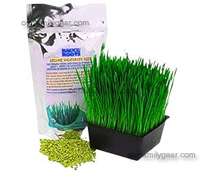 grass planter
grass in planter
cat grass planter