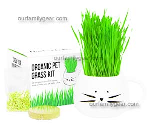 grass planter
grass in planter
cat grass planter