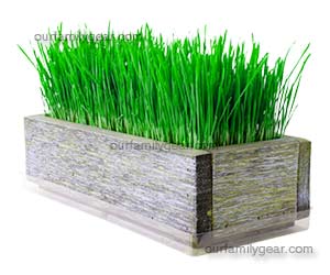 grass planter
grass in planter
cat grass planter