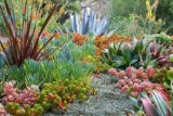 How To Make A Succulent And Cactus Outdoor Garden 2021?